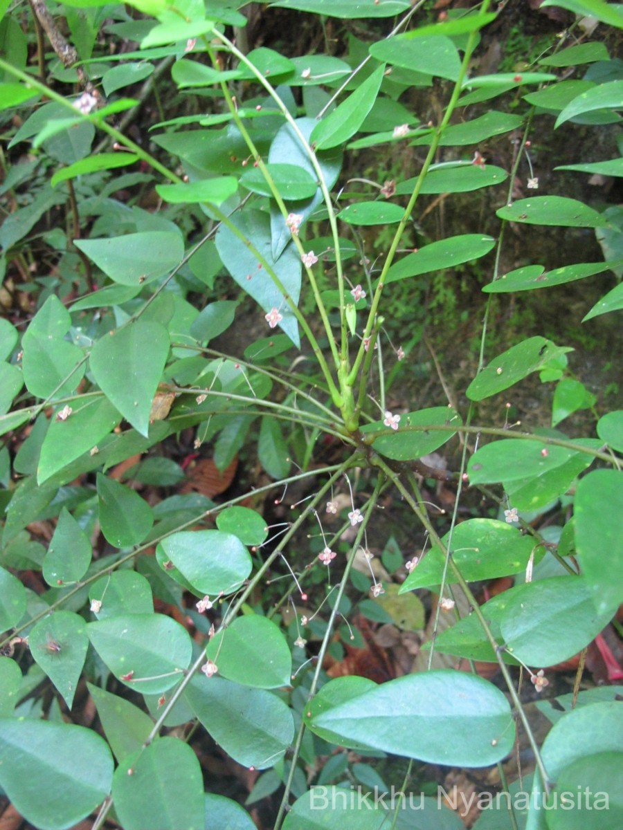 Phyllanthus baillonianus Müll.Arg.